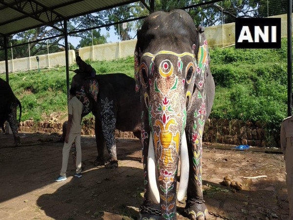 Elephants being decorated for 'Jamboo Savari' procession in Mysuru, Karnataka on Tuesday. (Photo/ANI)