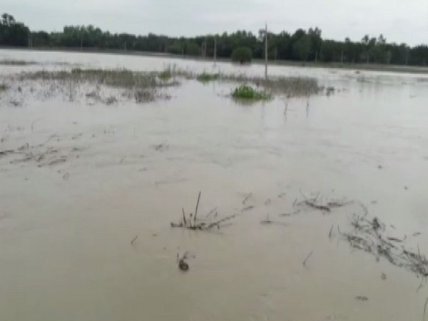 Over 53 villages in Nalbari district of Assam have been adversely affected due to floods. Photo/ANI
