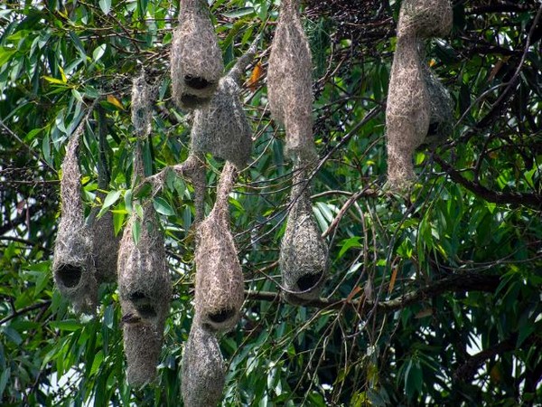 Nest built by Baya Weavers