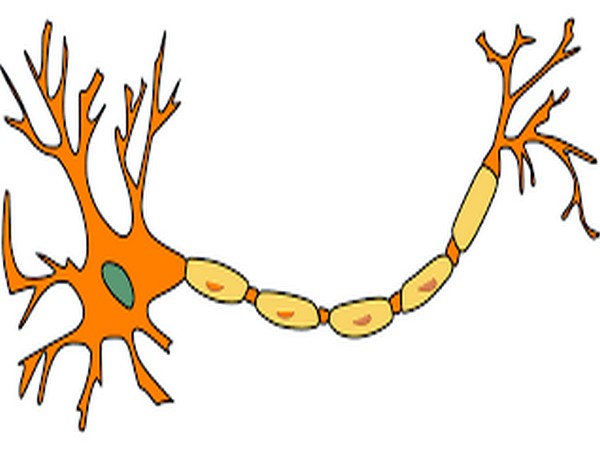 The research shows that oral sodium signals, likely mediated by the taste system, are necessary to inhibit the sodium-appetite neurons.