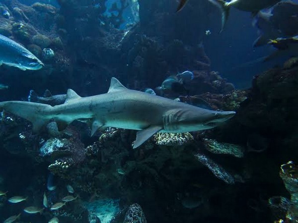 A shot of New England Aquarium (File pic)