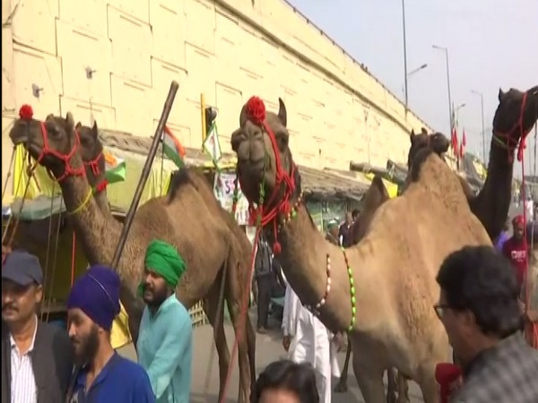 Nihang Sikhs arrive on camels at Ghazipur border on Saturday. (Photo/ANI)