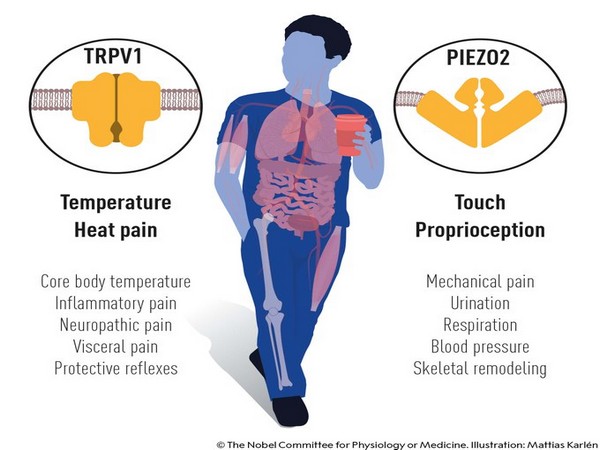 2021 Nobel Prize in Physiology or Medicine. (Twitter)