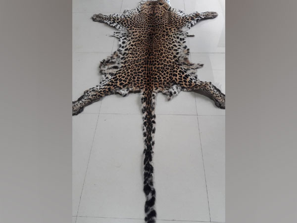 Leopard skin seized by Special Task Force