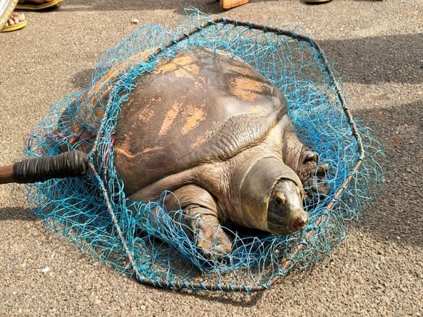 Rare turtle caught in Odisha's Mayurbhanj. 