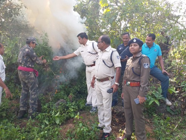 The police team destroying cannabis plants in Gajapati. Photo/Odisha Police