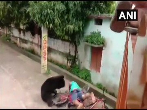 In a video, a wild bear attacking a man after it entered in the locality in Odisha on Friday. Photo/ANI