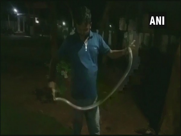 A rare species of snake was found in the residential office of Mayurbhanj District Collector on Friday.