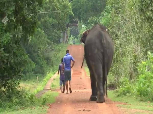 Chandaka-Dampara Wildlife Sanctuary will reopen from Oct 2 in Odisha. Photo/ANI