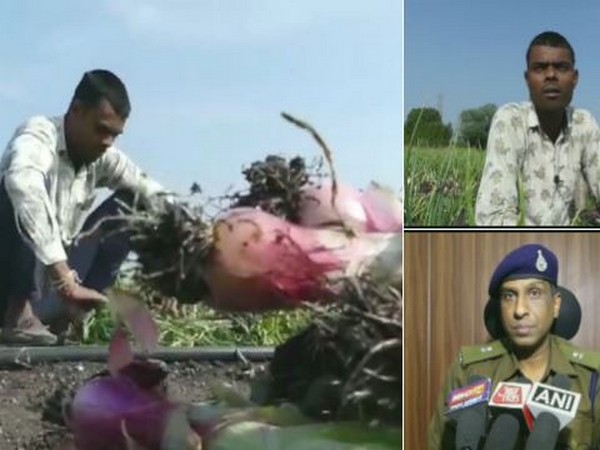 Farmer Jitendra Kumar's onion crop stolen by theives in Mandsaur in Madhya Pradesh. (Photo/ANI)