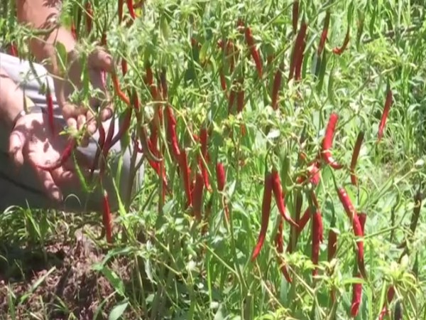 Organic vegetables at a farm at Keri Village of Rajouri District in J&K
