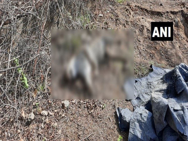 A panther was allegedly electrocuted in Bhilwara district of Rajasthan. (Photo/ANI)
