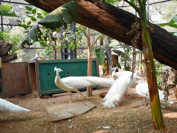White peacocks at Nehru Zoological Park of Hyderabad. (Photo/ANI)