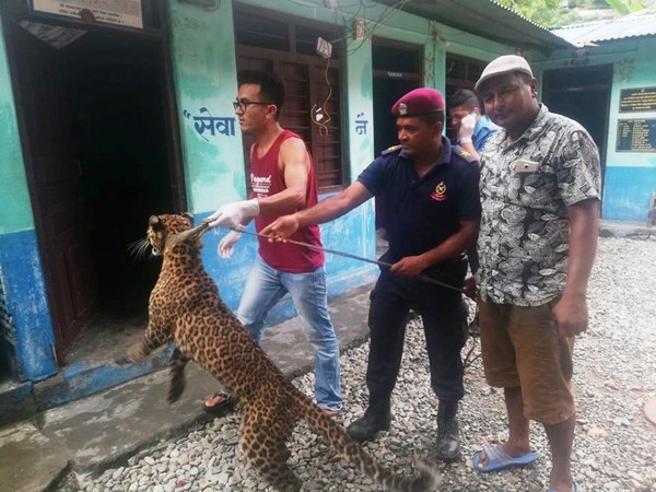 People posing for photo with the captured leopard. Photo/ANI