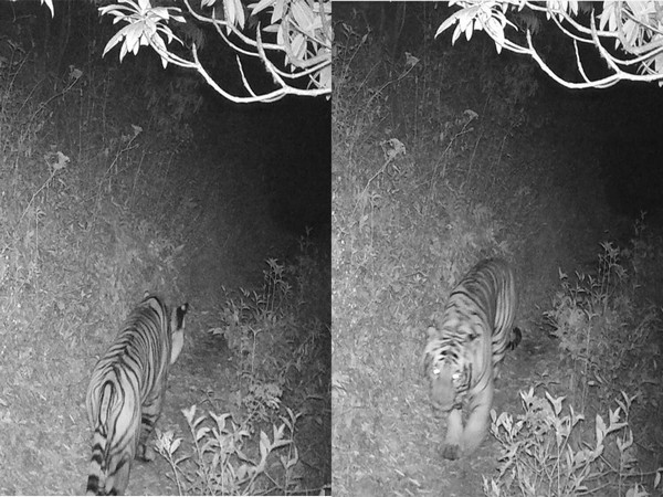 The Royal Bengal Tiger spotted at an altitude of 3,165 m in Nepal in November. (Photo:  Red Panda Network)