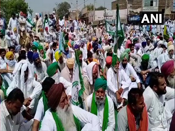 Farmers sitting on dharna in Malout. (Photo/ANI)