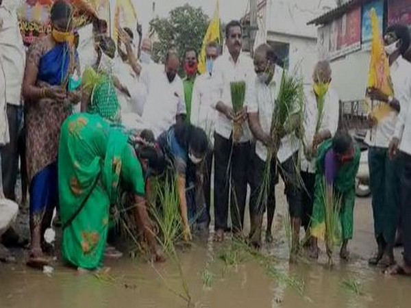 TDP cadre sow paddy on damaged road to protest against poor condition of road on Thursday. Photo/ANI