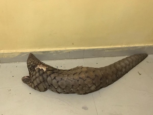 A rare species of pangolin recovered from Gariyaband district, Chhattisgarh. (Photo/ANI)