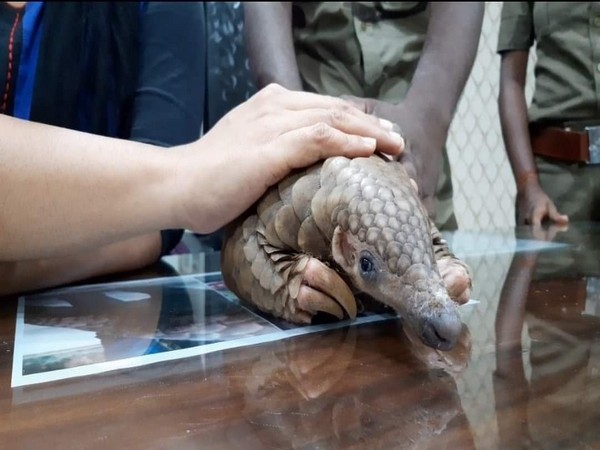 The pangolin rescued from COVID-19 quarantine centre in Odisha. [Photo/ANI]