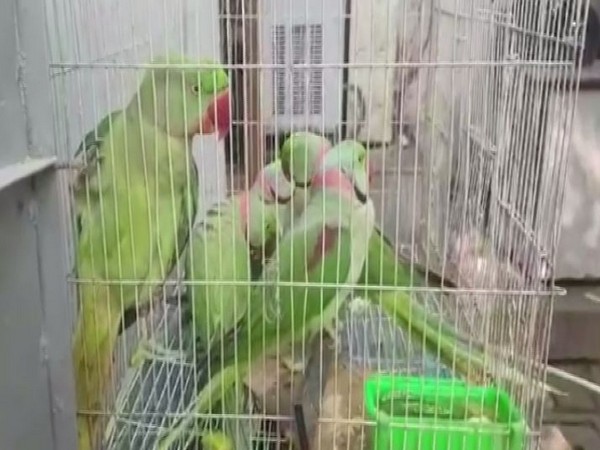 The parrots which were produced in a Delhi court on Wednesday. Photo/ANI