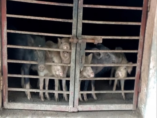 Over 300 Pigs died due to unknown disease in UP's Sambhal (Photo Credit: ANI)