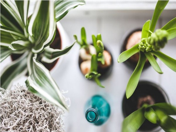 22 per cent of millennial' are intimidated because they've accidentally killed one plant in the past.