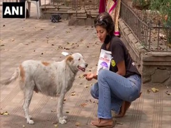 NGO feeds stray animals in Pune