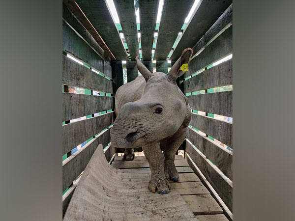 Visual of one of the rhinos (Photo/ANI)