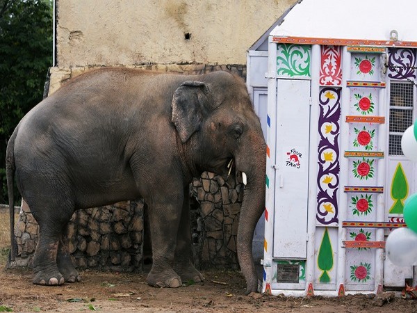 Kaavan, also known as the world's loneliest elephant (Credit: Reuters Pictures)