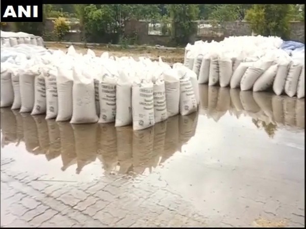 Drenched bags of grain in mandi in Ambala district after rain on Sunday. Photo/ANI