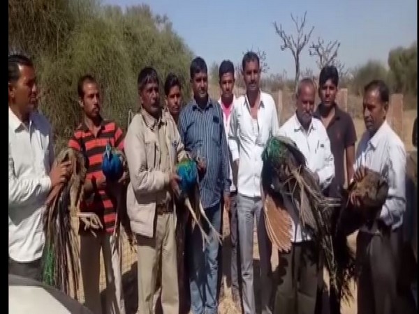 Villagers and forest official carrying peacocks in Rajasthan's Degana area on Monday. Photo/ANI