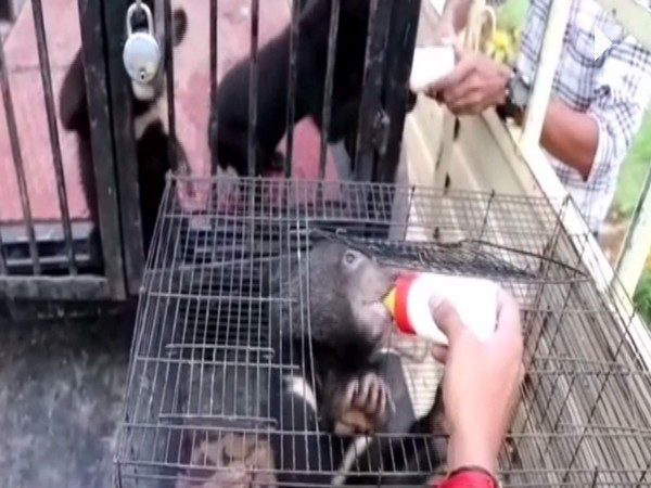 Cubs resuced by the forest officisla in Odisha. (Photo/ ANI)