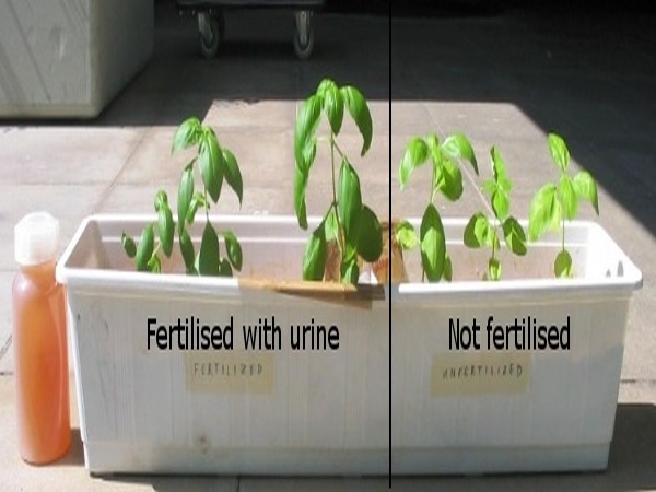Comparison between urine fertilised and unfertilised plants.