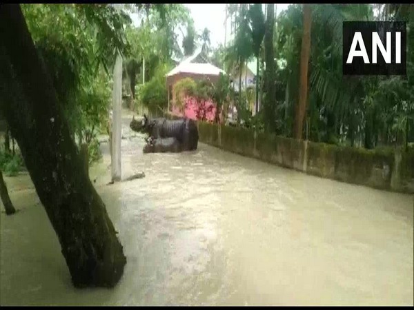 Rhinos spotted in residential area as forest area remains flooded in Assam on Tuesday. Photo/ANI