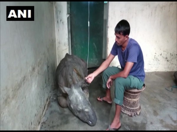 Rhino calf rescued on August 15 dies (File Photo)