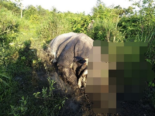 Carcass of a rhinoceros found in Assam's Kaziranga National Park (KNP) yesterday.