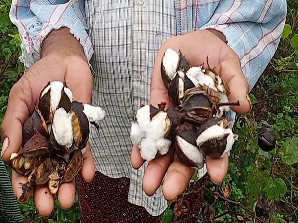 Damaged cotton plants in the hands of a farmer. (Photo/ANI) 