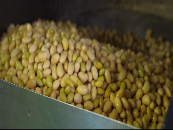 Soybean, a popular ingredient of Japanese cuisine
