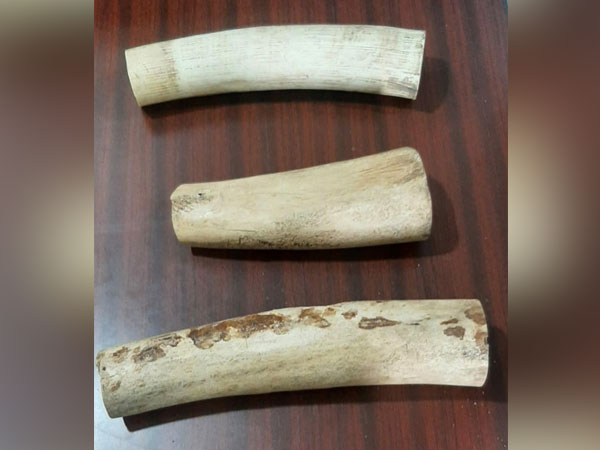 Visual of elephant tusks seized by STF in Jaipur (Photo/ANI)