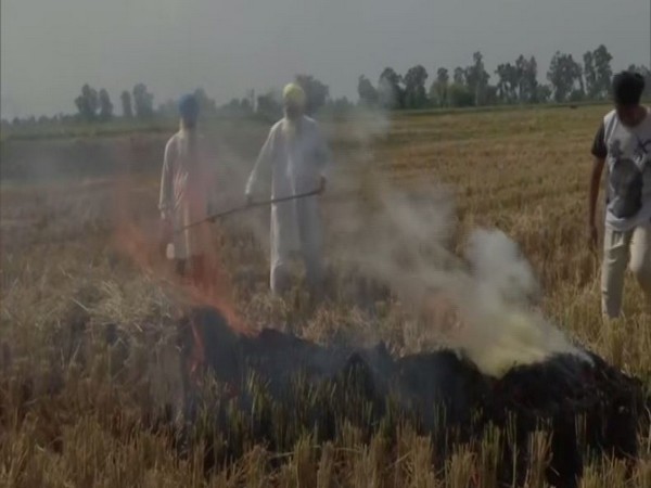 Despite warnings, Punjab farmers burn farm stubble in Amritsar [Photo/ANI]