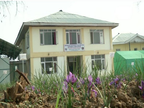 Advance Research Station For Saffron & Seed Spices in J-K's Pampore district.