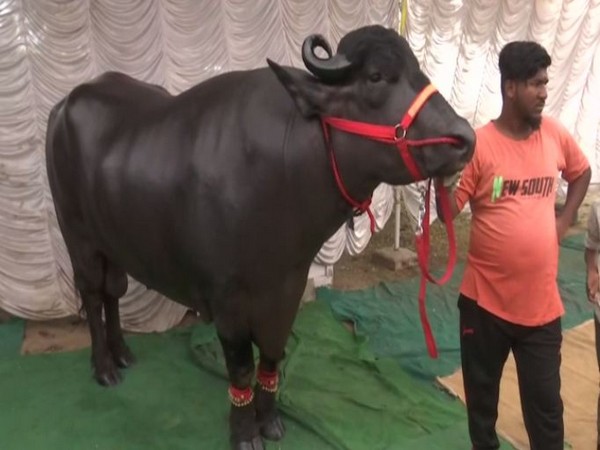 The champion bull Sartaj in Hyderabad on Sunday. Photo/ANI