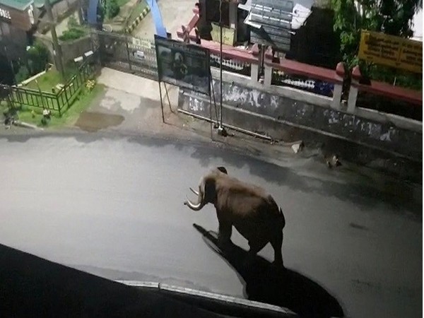 Padayappa on a street in the Munnar region of Kerala. 