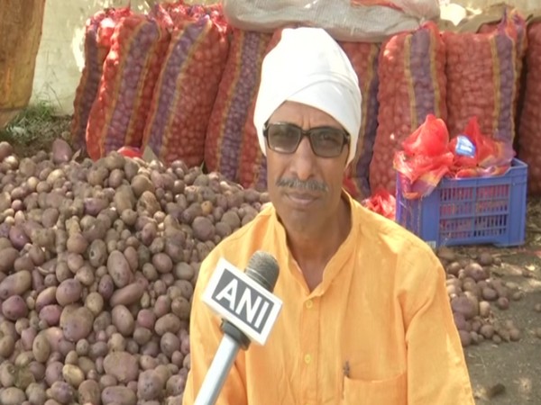Bhopal farmer who grew blue potatoes in his field (Photo/ANI)