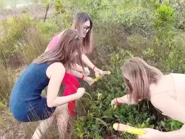 A group of women plucking the Nepenthis holdenii plant (Photo Credit: Newsflare)