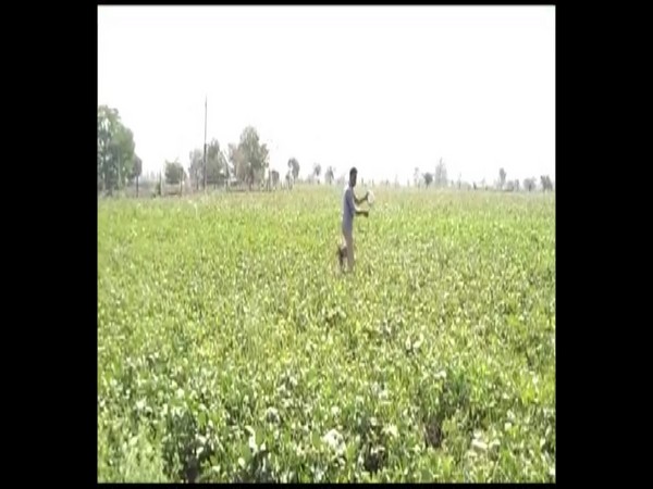 Farmers in Budhni and Nasrullaganj areas of Sehore district beat utensils to scare away locusts