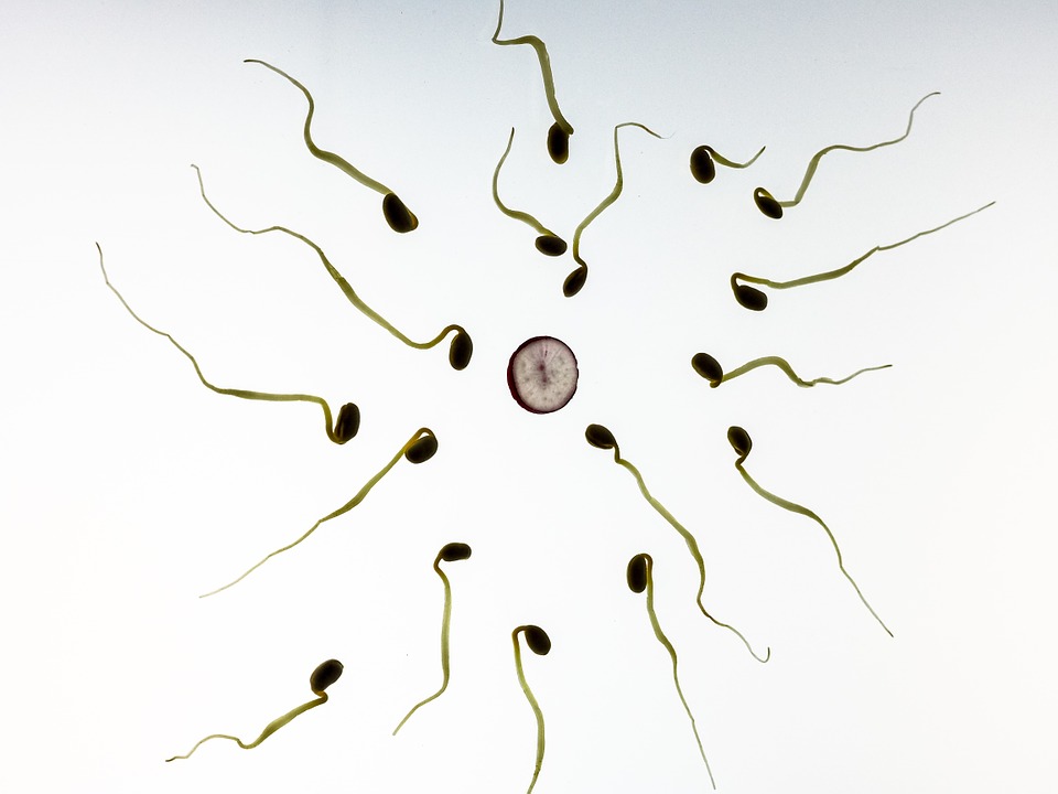 Between 1 and 2 pc f couples have recurrent pregnancy loss (RPL), defined as the consecutive loss of three or more pregnancies before 20 weeks gestation.