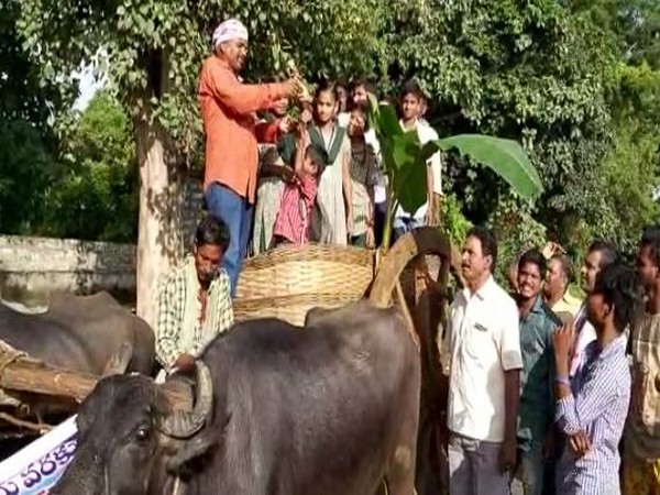 Villagers in Komarada sending their children to school on bullock carts on Thursday. Photo/ANI