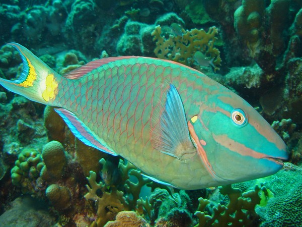 Parrotfish are a vital link in the reef ecosystem.