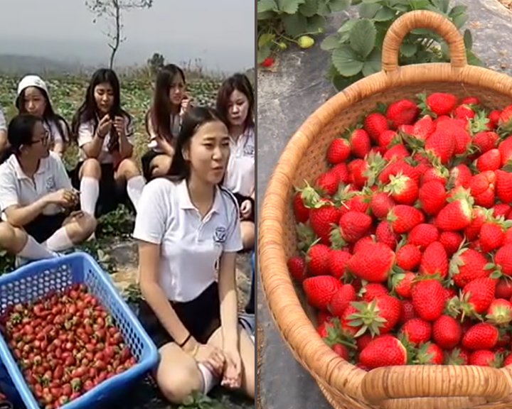 Integrated strawberry farm in Nagaland .